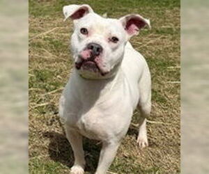 American Pit Bull Terrier-Unknown Mix Dogs for adoption in Evansville, IN, USA