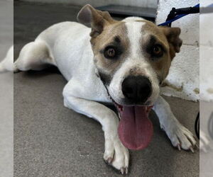 American Pit Bull Terrier Dogs for adoption in San Bernardino, CA, USA