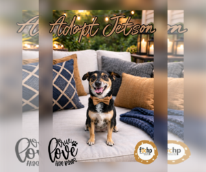 Chihuahua Dogs for adoption in Menifee, CA, USA