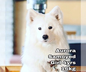 Samoyed Dogs for adoption in Seattle, WA, USA