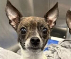 Chihuahua-Unknown Mix Dogs for adoption in Canton, CT, USA