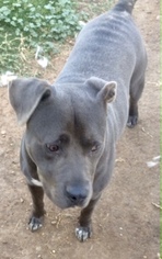 American Pit Bull Terrier Dogs for adoption in Pampa, TX, USA