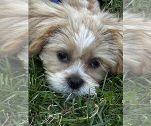 Shih Tzu Dogs for adoption in Sioux Falls, SD, USA