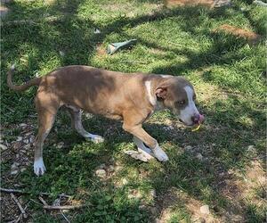 American Staffordshire Terrier-Unknown Mix Dogs for adoption in San Antonio, TX, USA