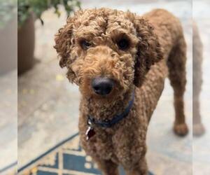 Labrador Retriever Dogs for adoption in San Diego, CA, USA