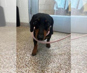 Dachshund Dogs for adoption in Pueblo, CO, USA