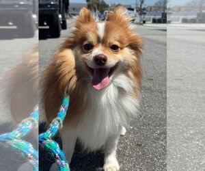 Pomeranian Dogs for adoption in Newport Beach, CA, USA