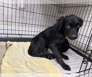 Australian Shepherd-Unknown Mix Dogs for adoption in Naples, FL, USA