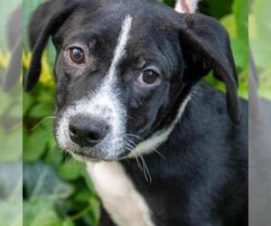 Mutt Dogs for adoption in Madison, WI, USA