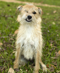 Small Cairn Terrier-Norfolk Terrier Mix