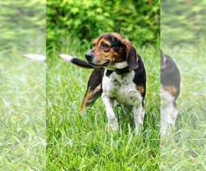 Beagle Dogs for adoption in Silver Spring, MD, USA