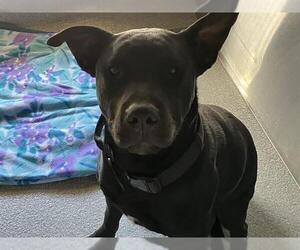 American Pit Bull Terrier-Labrador Retriever Mix Dogs for adoption in Orange, CA, USA