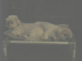 Pekingese Dogs for adoption in Oakdale, TN, USA