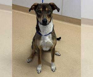 Catahoula Leopard Dog-Unknown Mix Dogs for adoption in Placerville, CA, USA