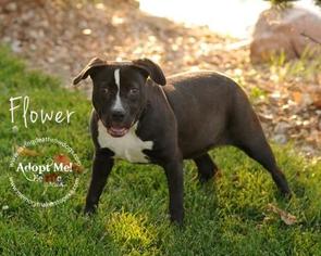 Medium Photo #1 American Pit Bull Terrier-Unknown Mix Puppy For Sale in Topeka, KS, USA