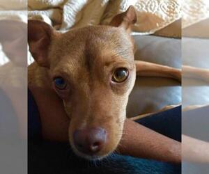 Chihuahua Dogs for adoption in Whitestone, NY, USA