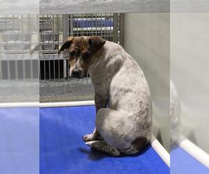 Australian Cattle Dog Dogs for adoption in Bakersfield, CA, USA