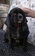 Cocker Spaniel Dogs for adoption in Yucaipa, CA, USA
