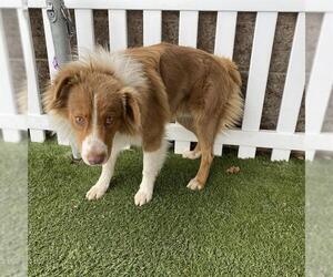 Border Collie-Unknown Mix Dogs for adoption in Modesto, CA, USA