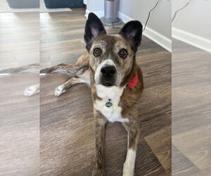 Mutt Dogs for adoption in Springdale, PA, USA