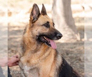 German Shepherd Dog Dogs for adoption in Hemet, CA, USA