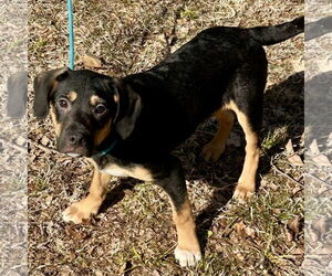 Beago Dogs for adoption in Batavia, OH, USA
