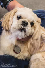 Lhasa-Poo Dogs for adoption in Beloit, WI, USA
