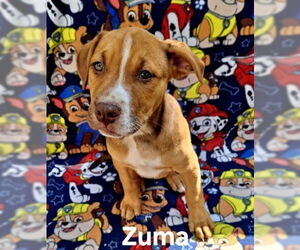 American Pit Bull Terrier Dogs for adoption in Lake City, MI, USA