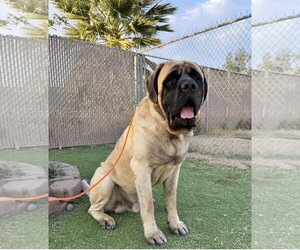 Mastiff Dogs for adoption in Goodyear, AZ, USA