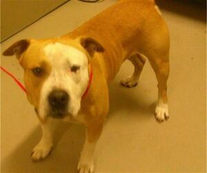 American Staffordshire Terrier Dogs for adoption in Sanford, FL, USA