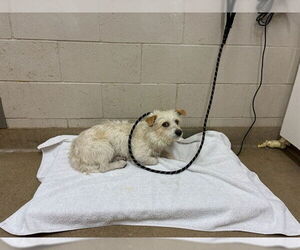 Maltese Dogs for adoption in Santa Maria, CA, USA