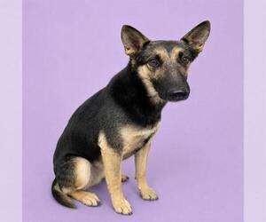 German Shepherd Dog Dogs for adoption in HESPERIA, CA, USA