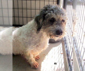 Shih Apso Dogs for adoption in Lindsay, CA, USA