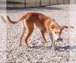 Labrador Retriever-Unknown Mix Dogs for adoption in Waco, TX, USA