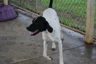 Pointer Dogs for adoption in Albany, GA, USA