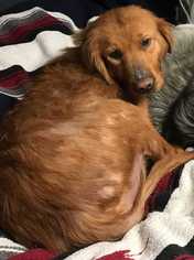 Golden Retriever Dogs for adoption in CORNING, NY, USA