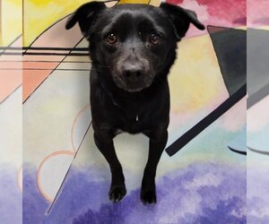 Rat Terrier-Spaniel Mix Dogs for adoption in Mukwonago, WI, USA