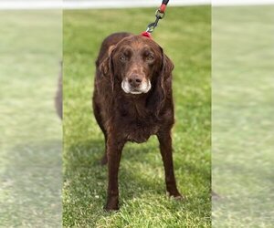 Labrador Retriever-Unknown Mix Dogs for adoption in Batavia, NY, USA
