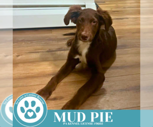 Australian Shepherd-Unknown Mix Dogs for adoption in Kimberton, PA, USA