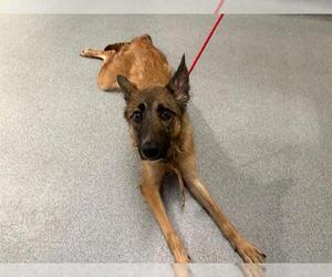 German Shepherd Dog Dogs for adoption in Orange, CA, USA
