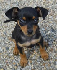 Miniature Pinscher Dogs for adoption in Tonopah, AZ, USA