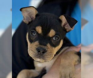 American Pit Bull Terrier Dogs for adoption in Salinas, CA, USA