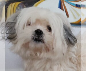 Medium Photo #1 Zuchon Puppy For Sale in Fairfax, VA, USA