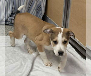 Collie-German Shepherd Dog Mix Dogs for adoption in Mechanicsburg, PA, USA