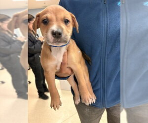 German Shepherd Dog-Unknown Mix Dogs for adoption in Riverside, CA, USA