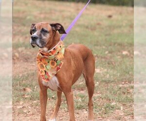 Boxer-Unknown Mix Dogs for adoption in Conway, AR, USA