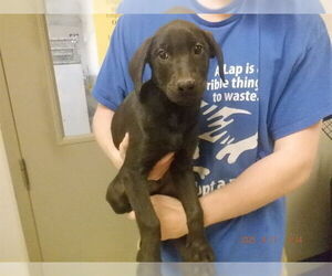 Labrador Retriever-Unknown Mix Dogs for adoption in Oroville, CA, USA