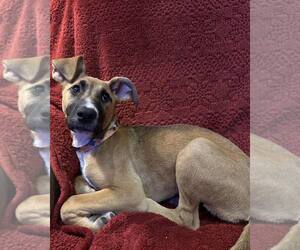 Boxer-Unknown Mix Dogs for adoption in Shreveport, LA, USA