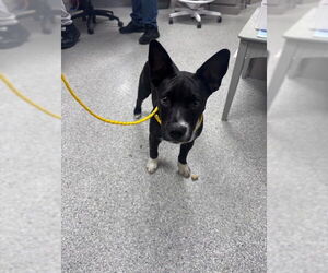 Akita-Unknown Mix Dogs for adoption in Pasadena, TX, USA