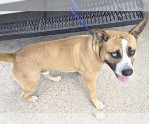 Siberian Husky-Unknown Mix Dogs for adoption in Houston, TX, USA